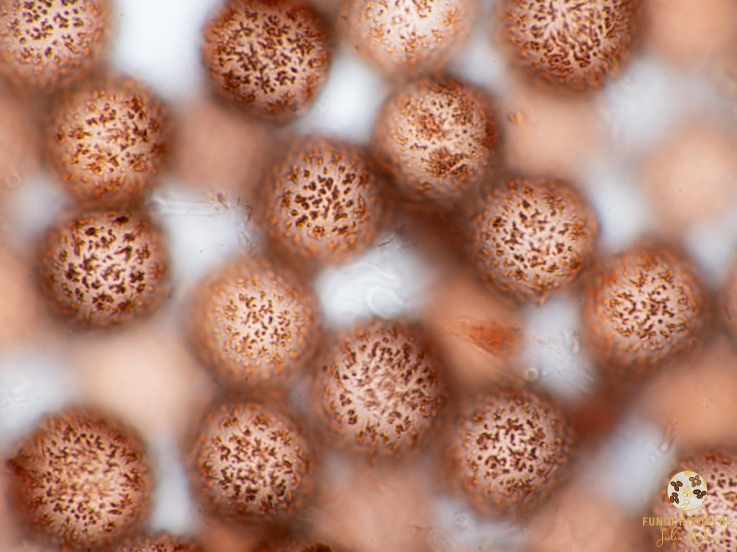 Imagen de portada 1549