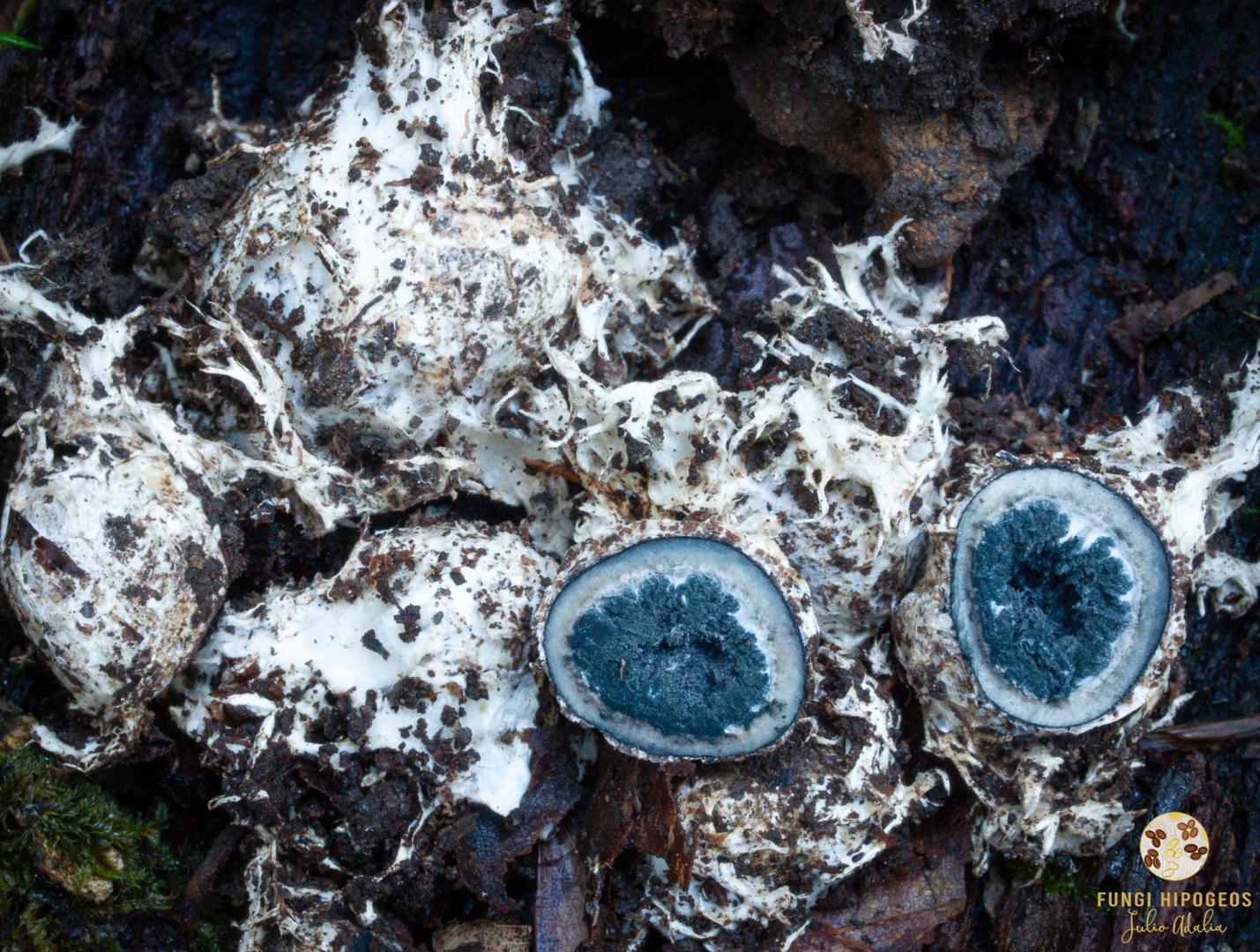 Ascomas globosos con abundante micelio adherido 
