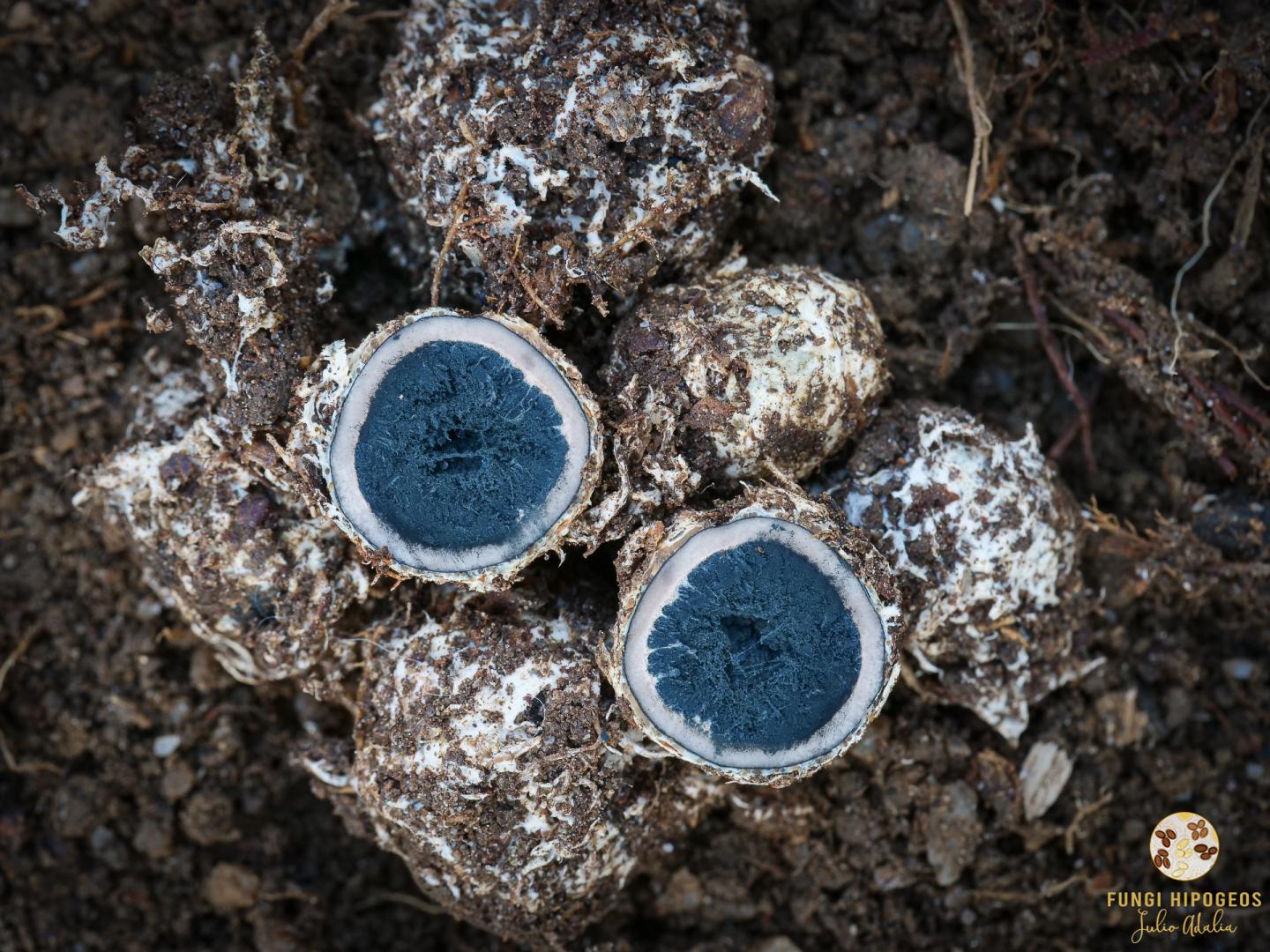 Ascomas con medidas en torno a 1 cm 