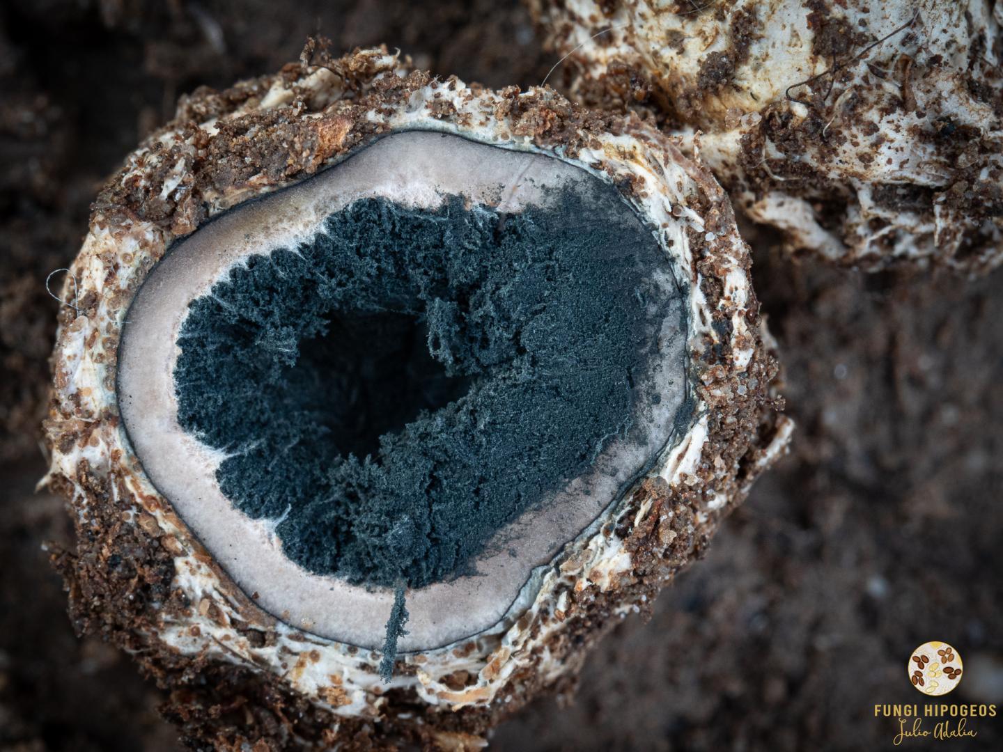 Aspecto de la gleba y del cortex 