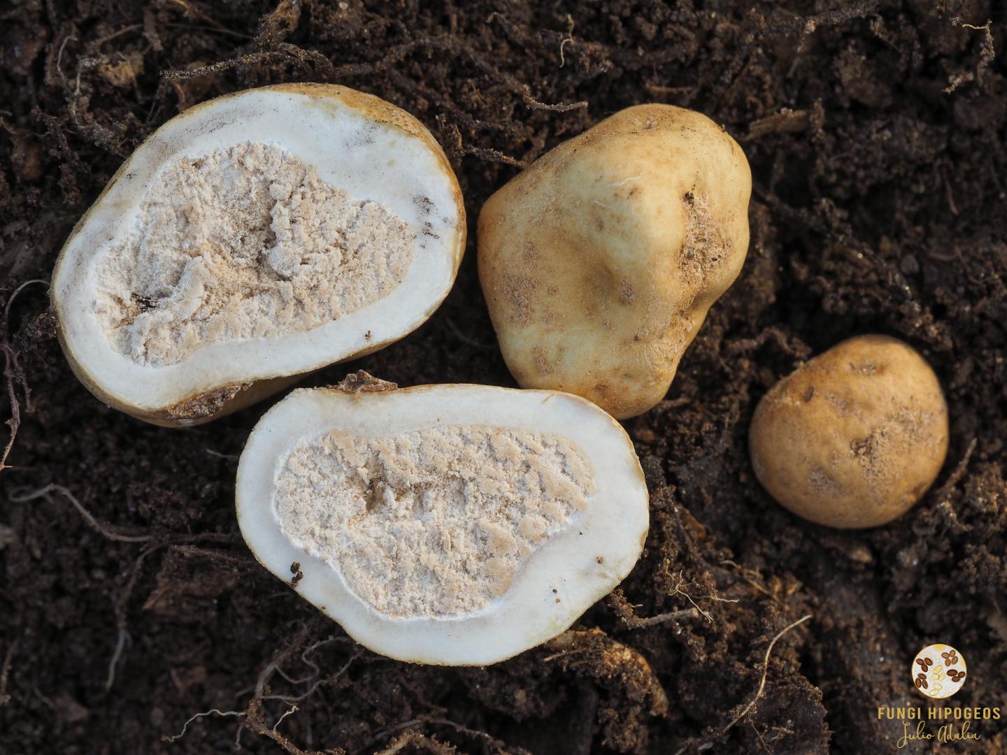 Imagen de portada 601