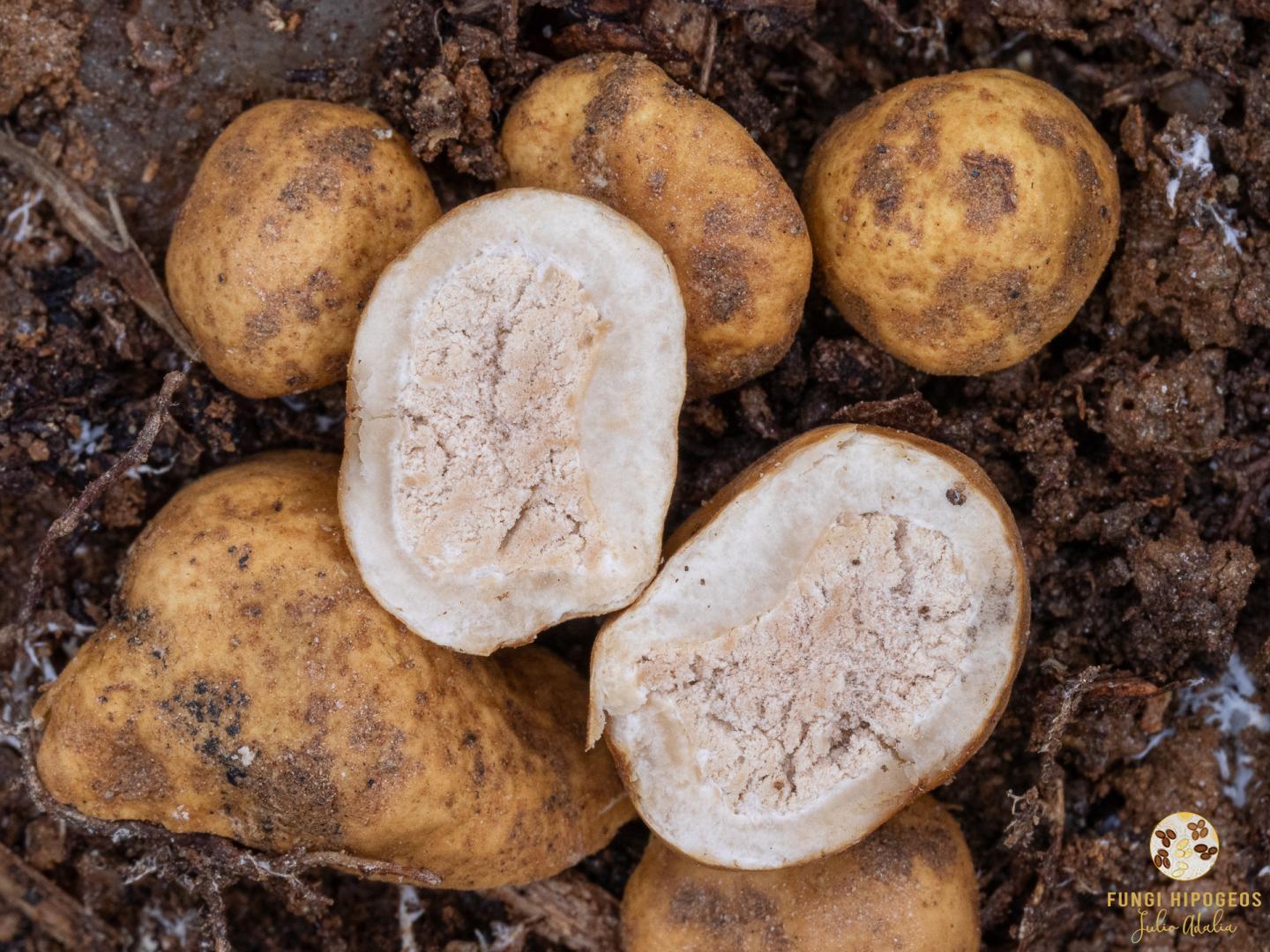 Imagen de portada 602