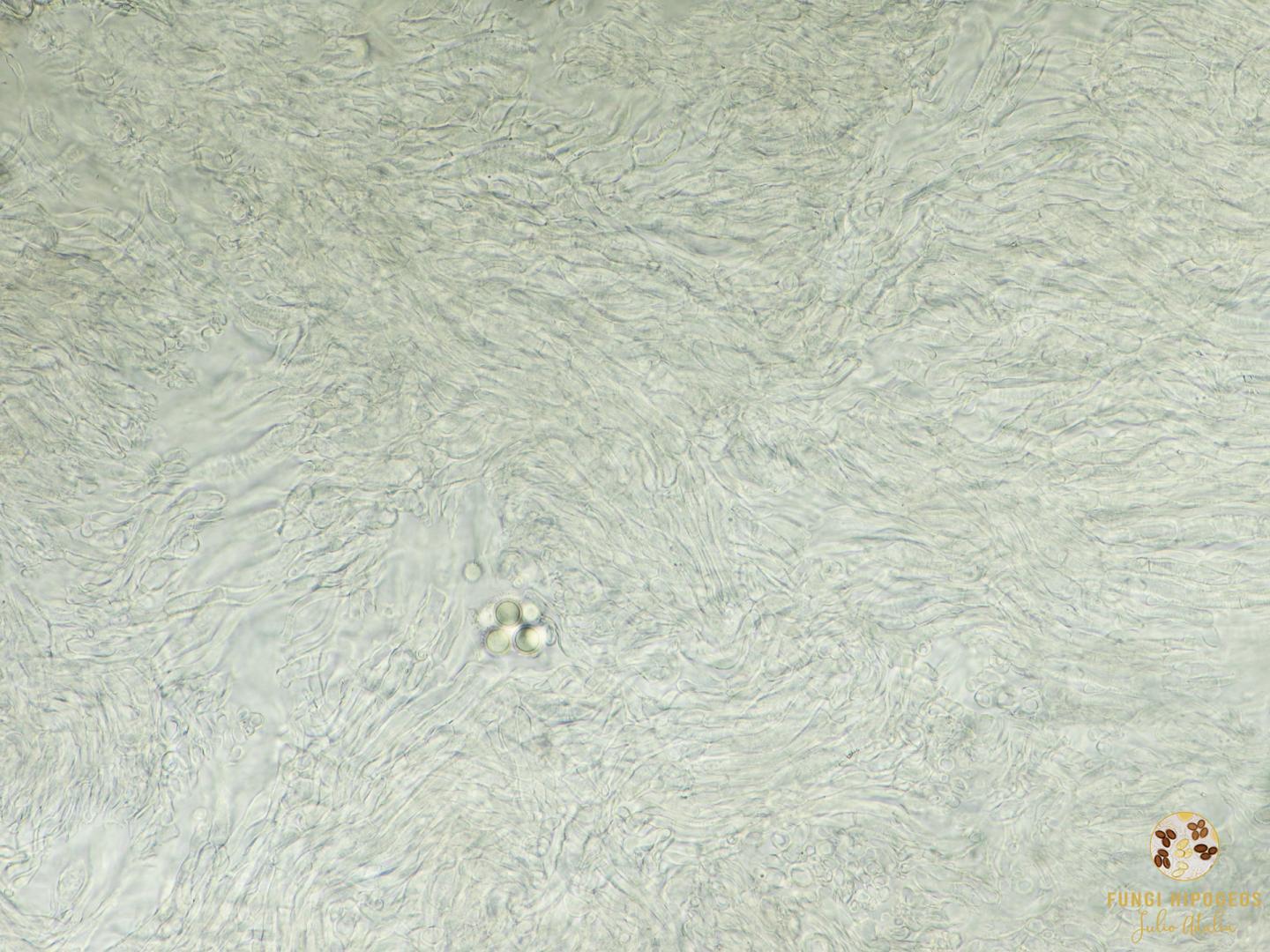 Imagen de portada 603