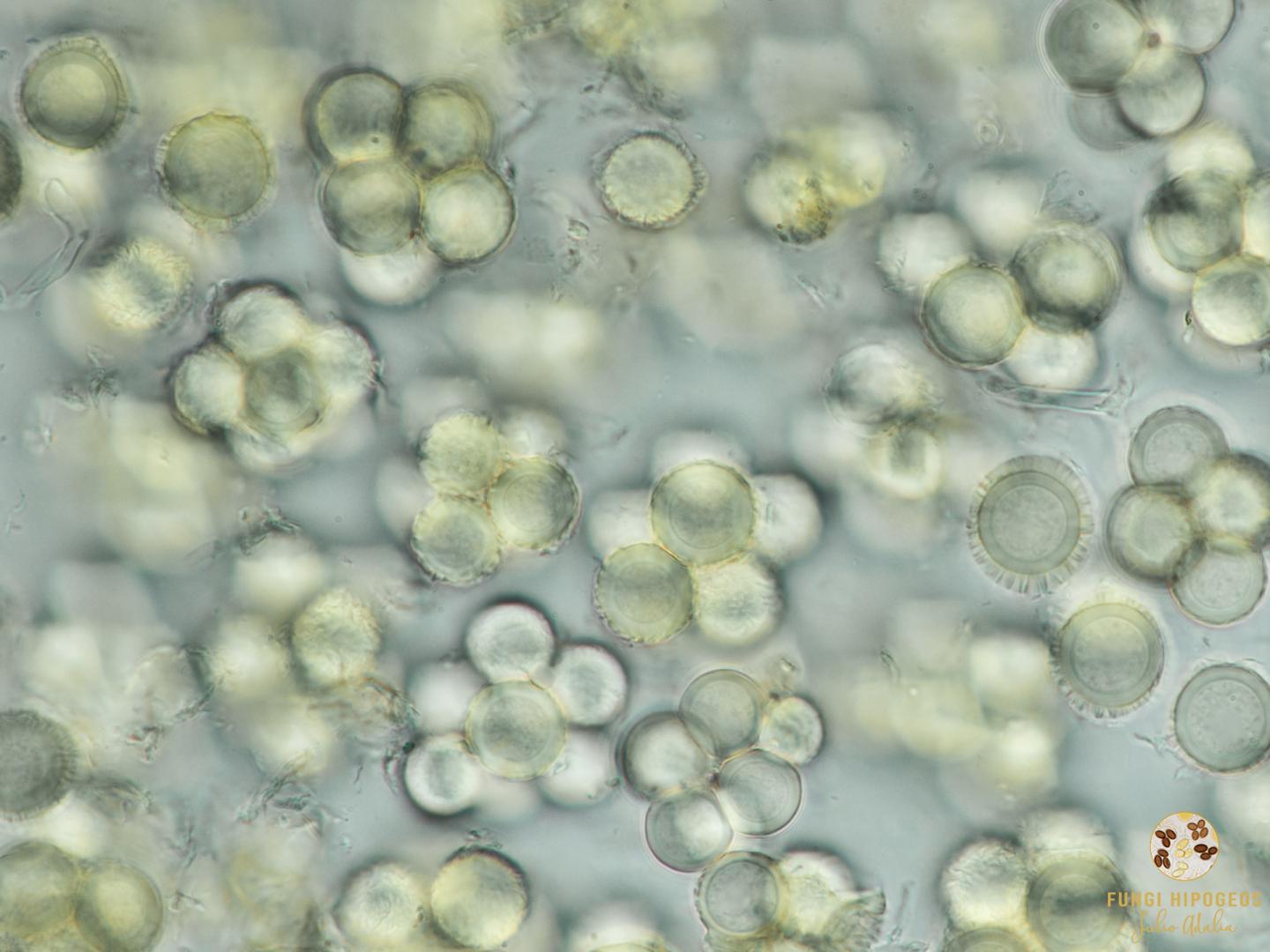 Imagen de portada 605