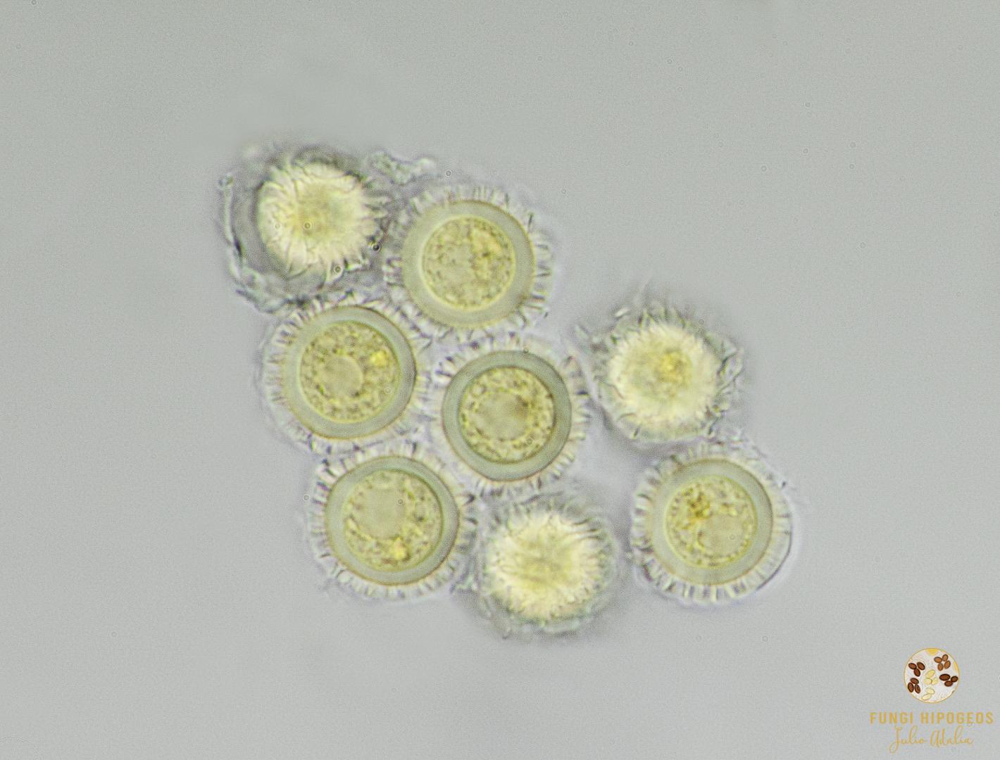 Imagen de portada 606