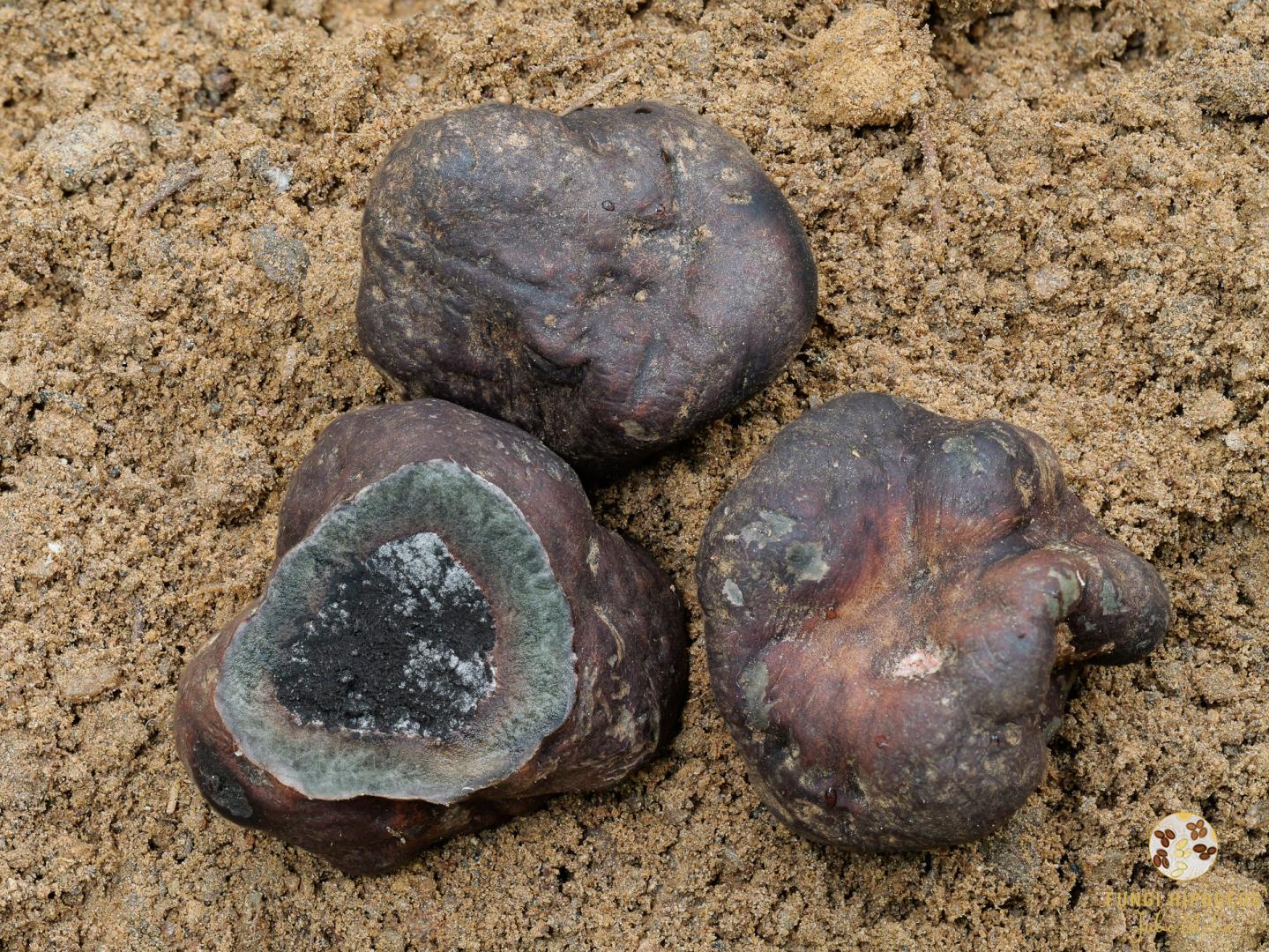 Imagen de portada 595