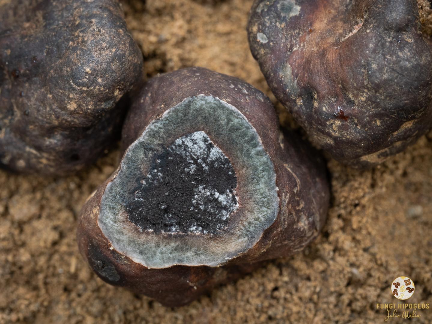 Imagen de portada 596