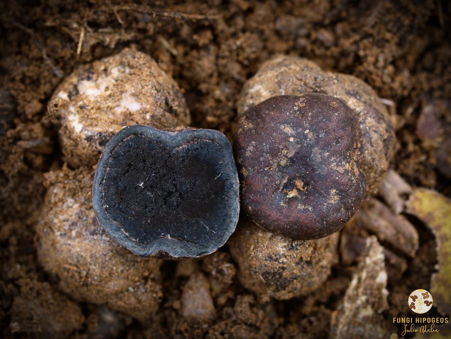 Imagen de portada 597