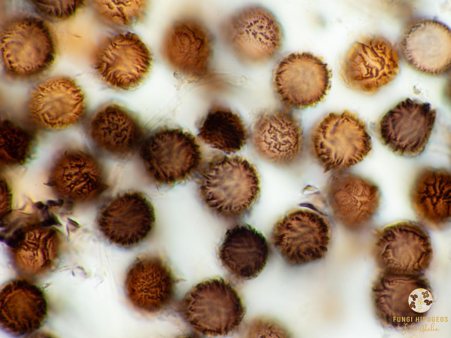 Imagen de portada 608