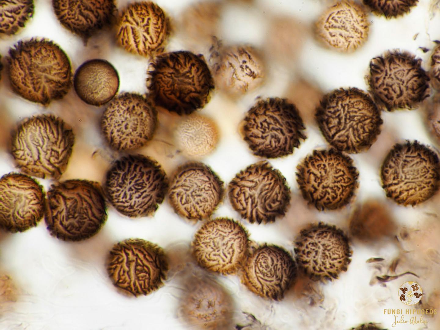 Imagen de portada 609