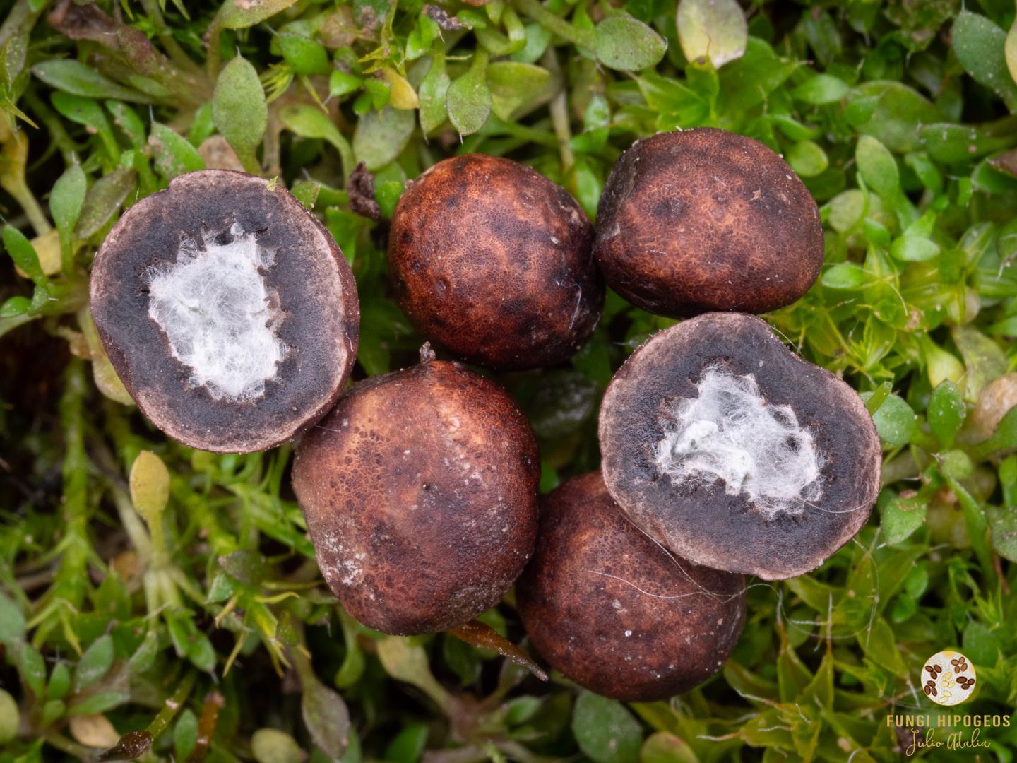 Ascomas con medidas en torno a 1 cm (2)