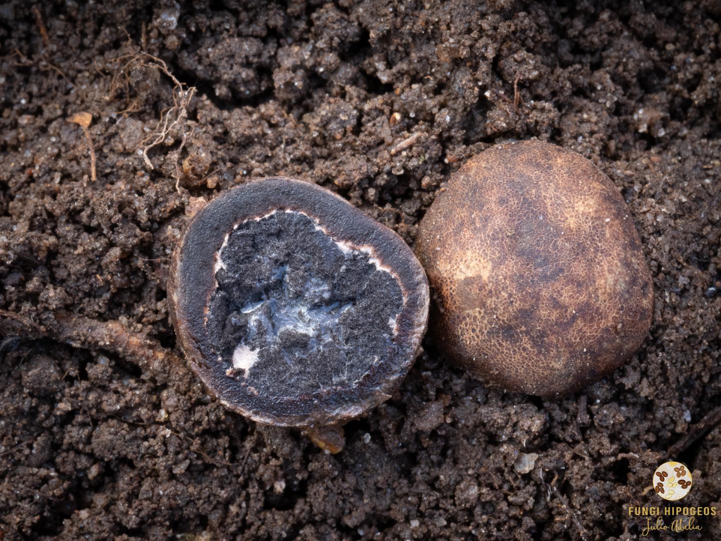 Aspecto de la gleba y del cortex (3)