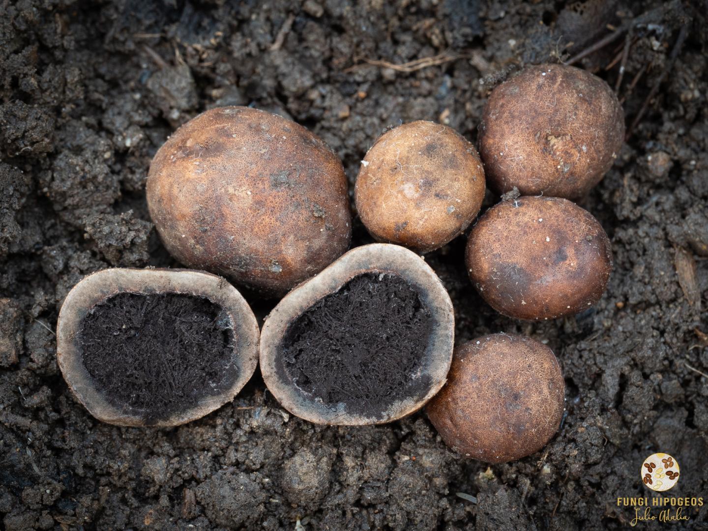 Imagen de portada 1526