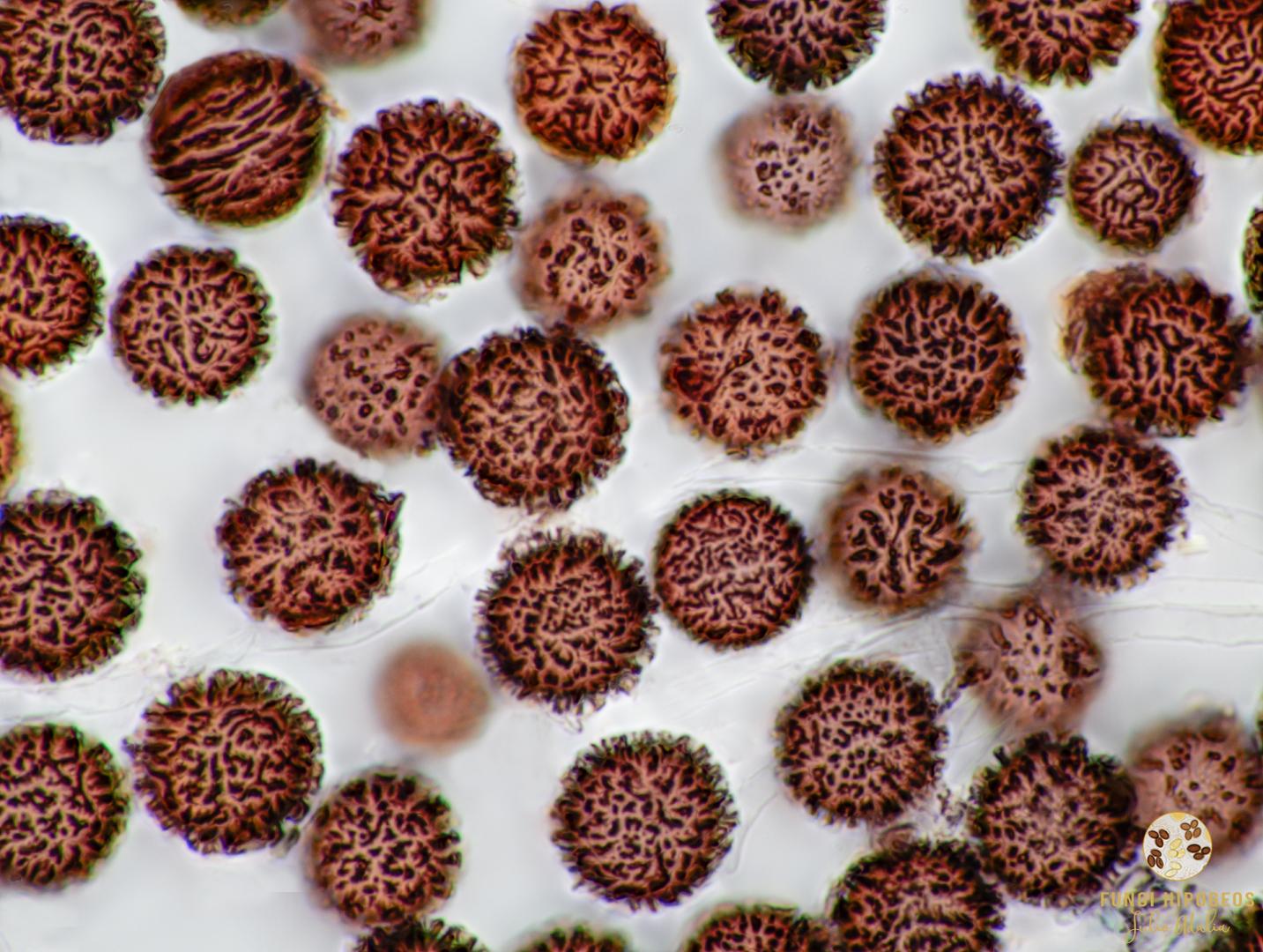 Imagen de portada 1527