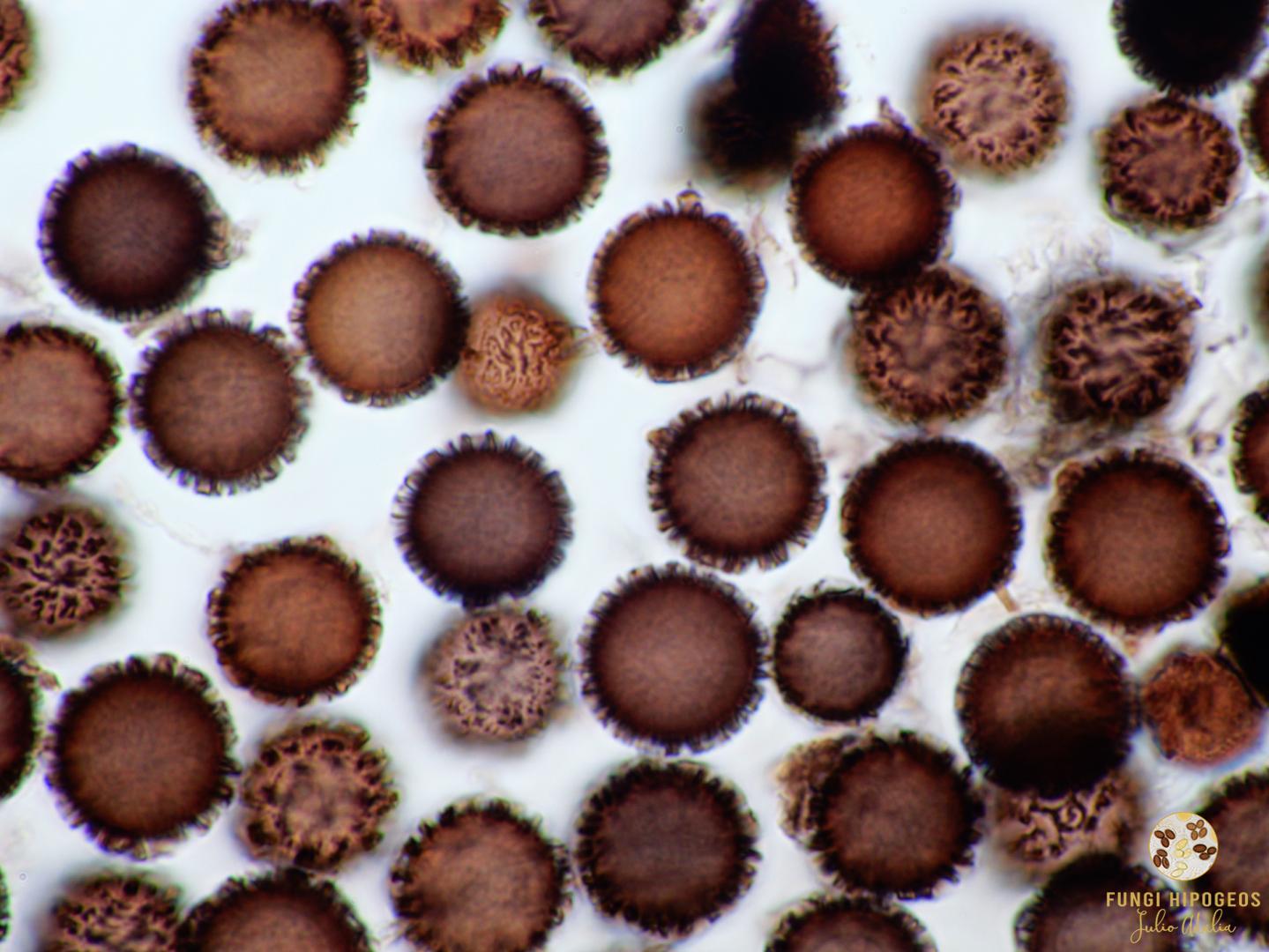 Imagen de portada 1528