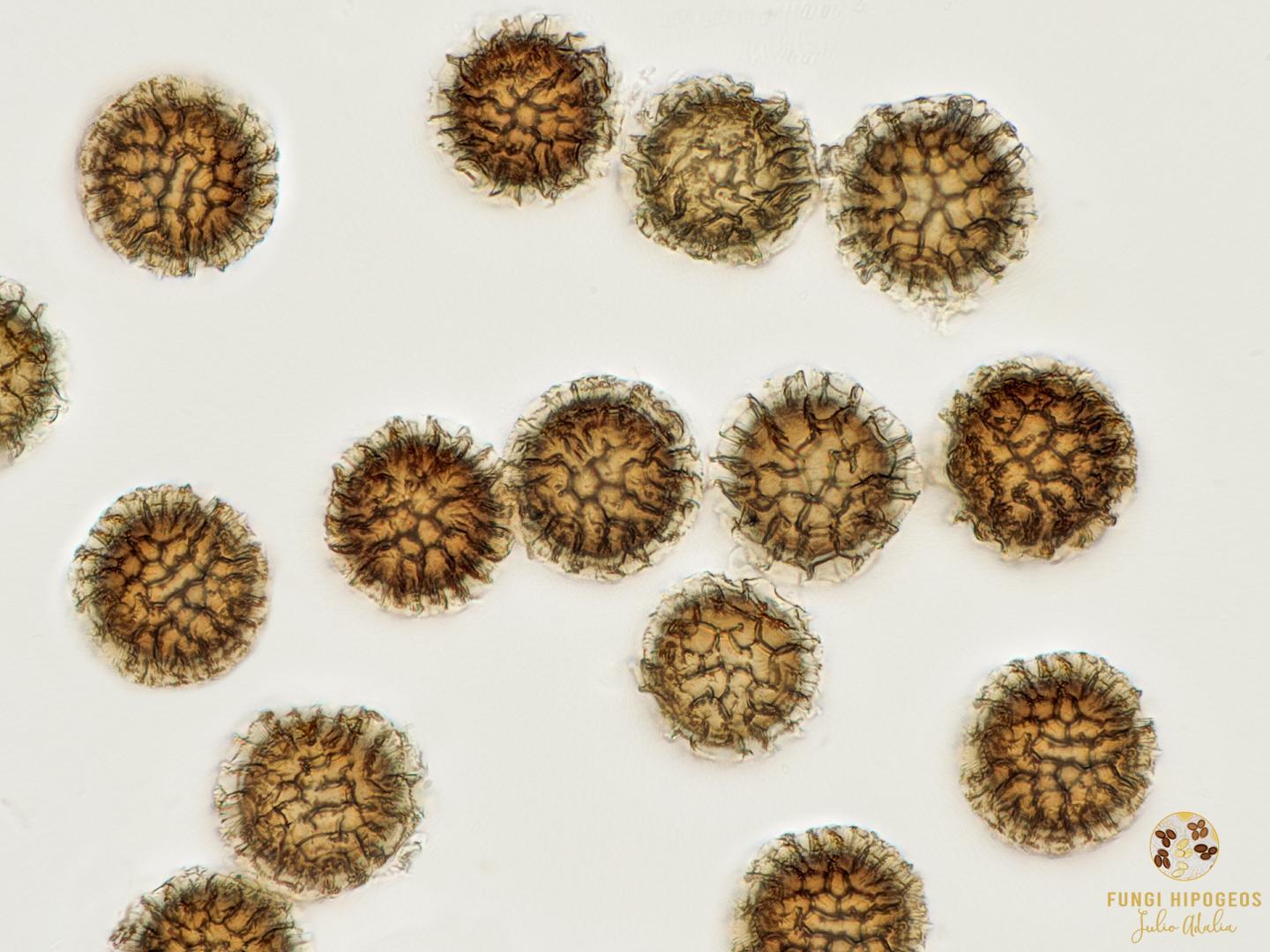 Imagen de portada 184