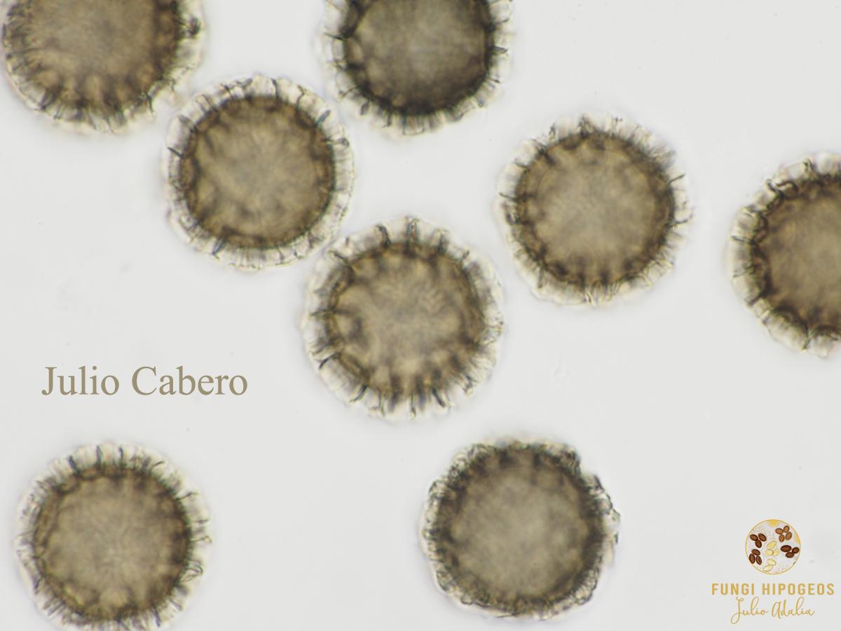 Imagen de portada 185