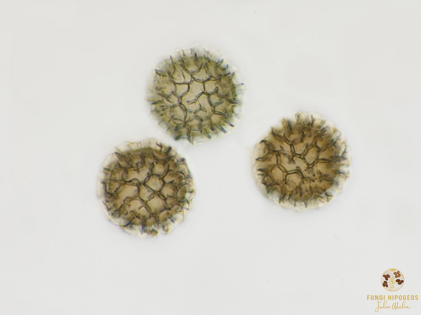 Imagen de portada 186