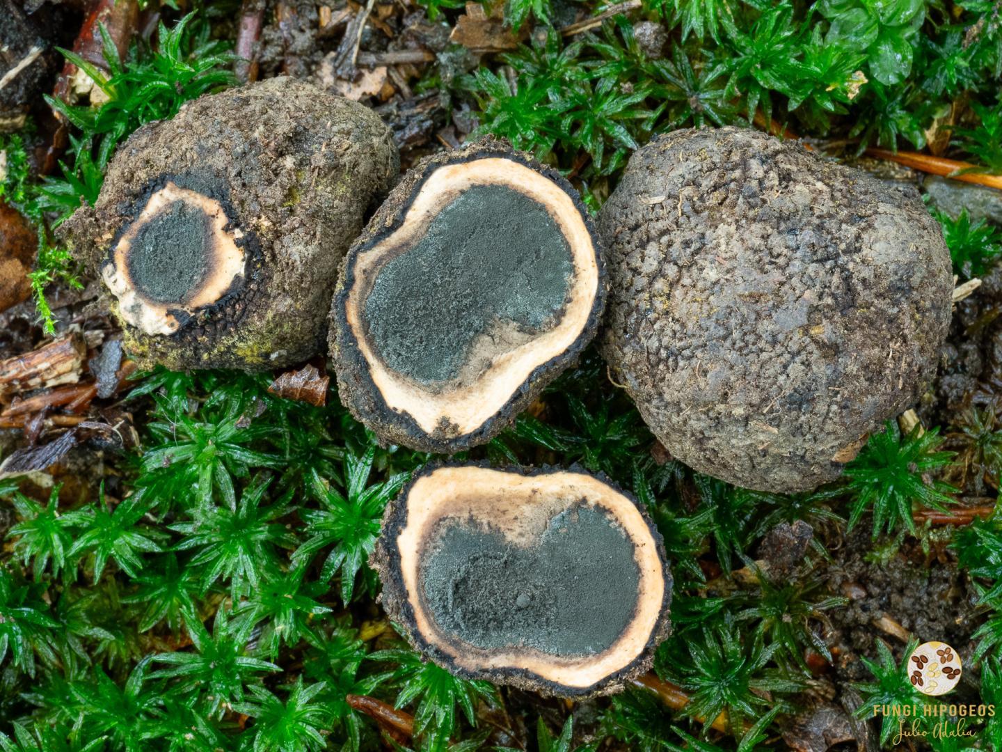 Imagen de portada 181