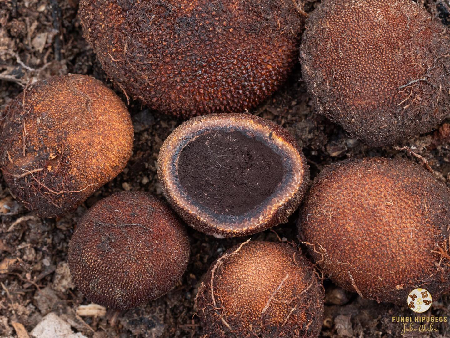 Ascomas globosos (1)