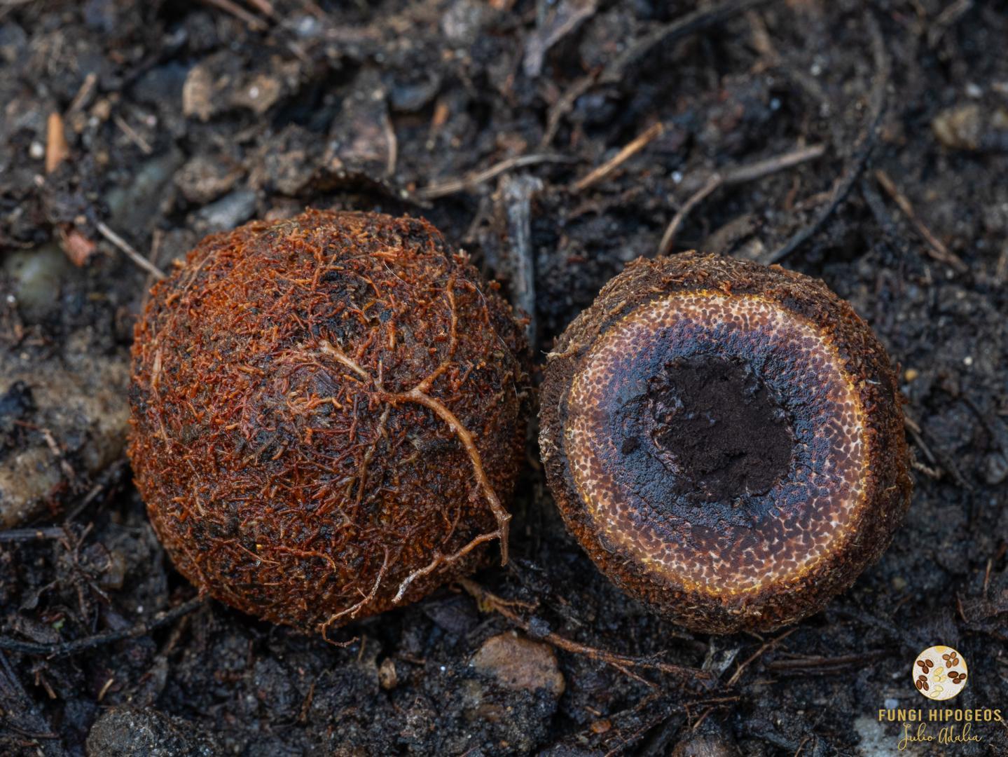 Ascoma recubierto de raicillas (2)