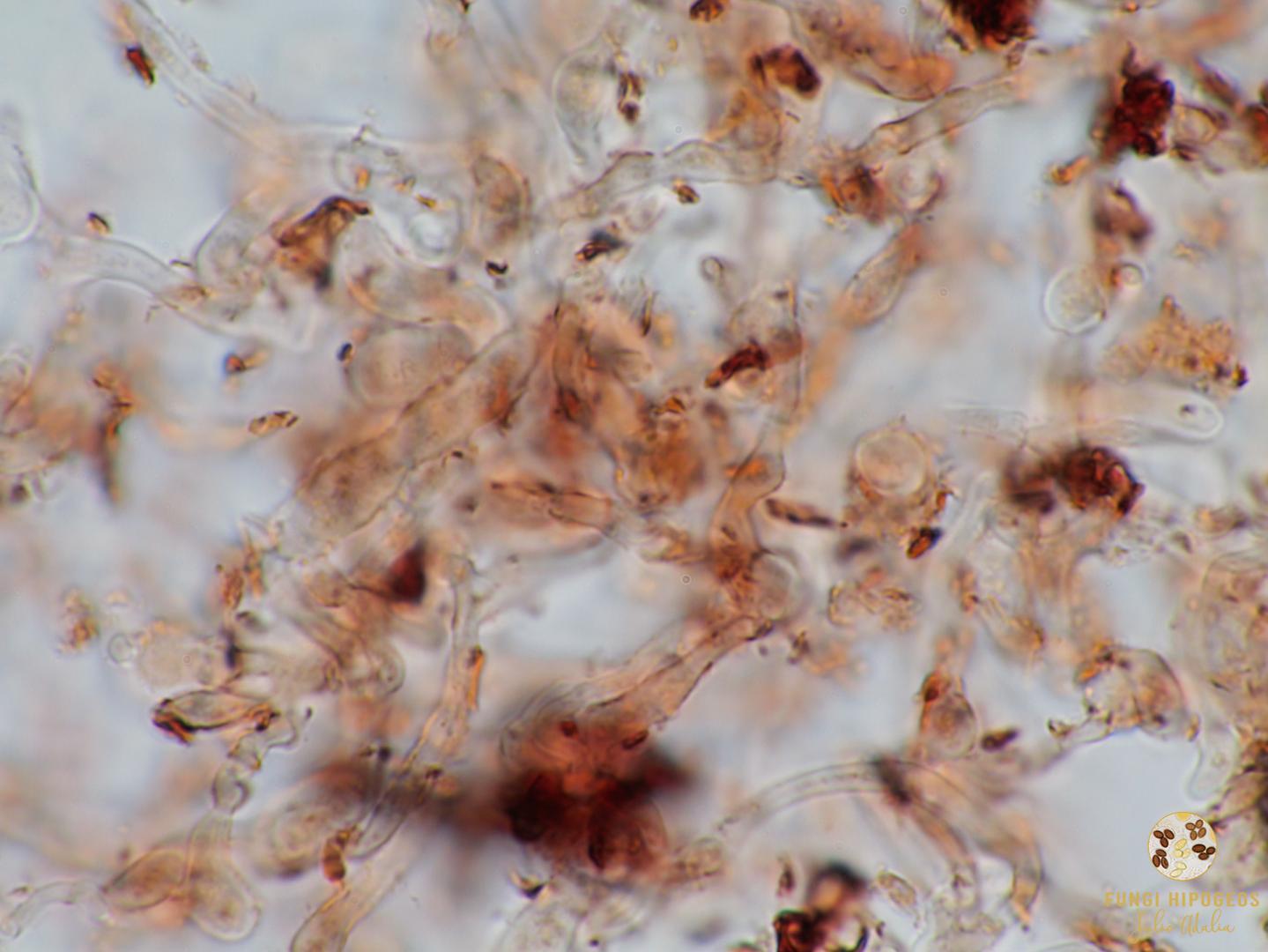 Detalle del capilicio (5)