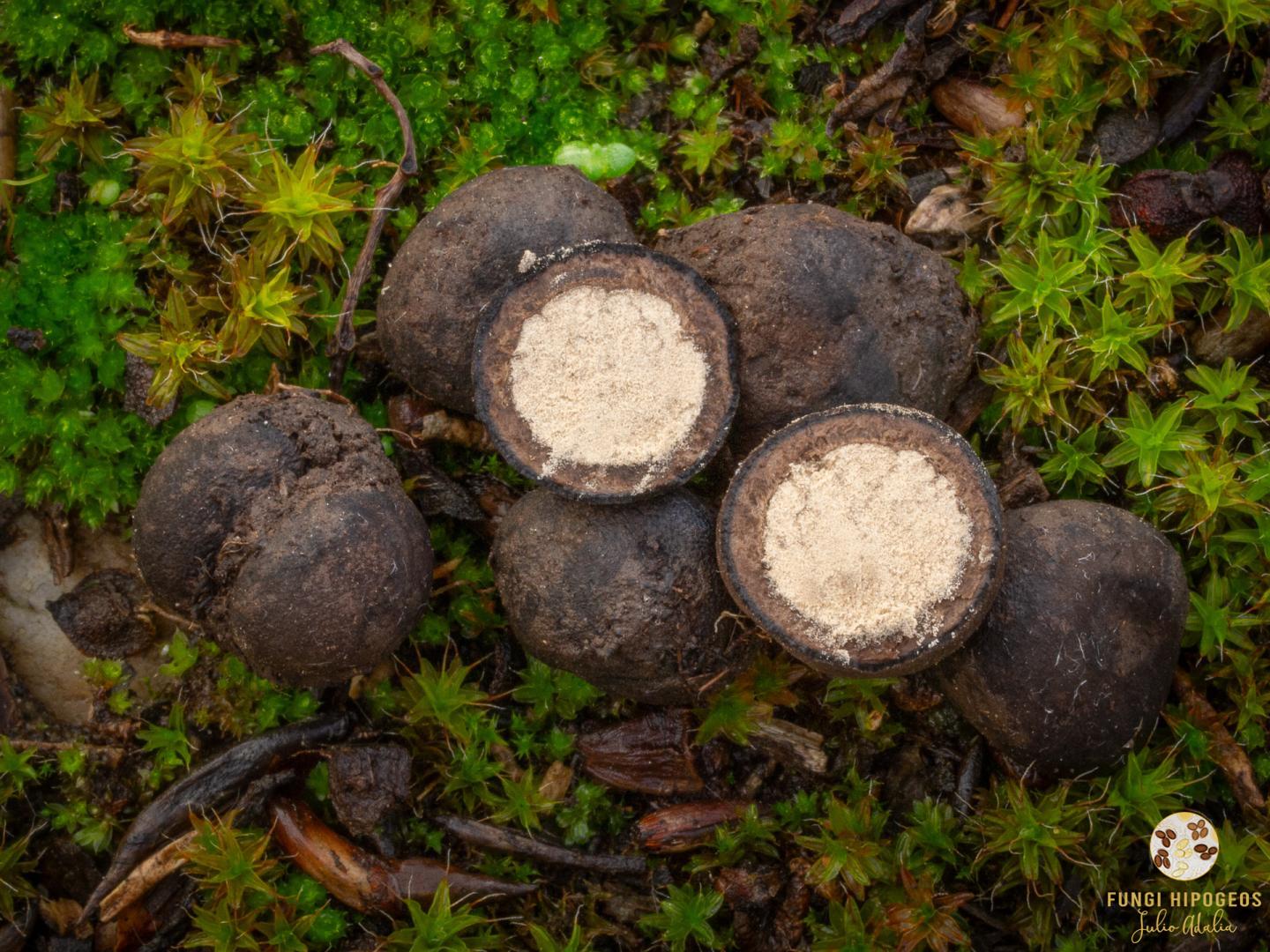 Ascomas globulosos, sin micelio verdoso (1)