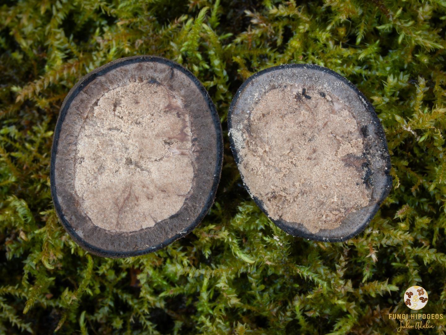 Aspecto de la gleba y del c&oacute;rtex (2)