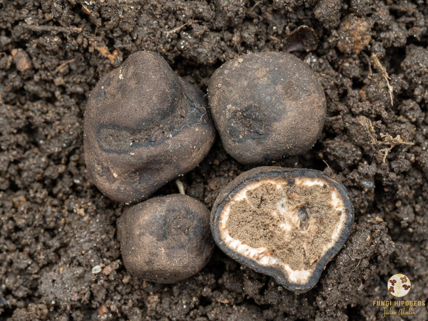 Imagen de portada 211