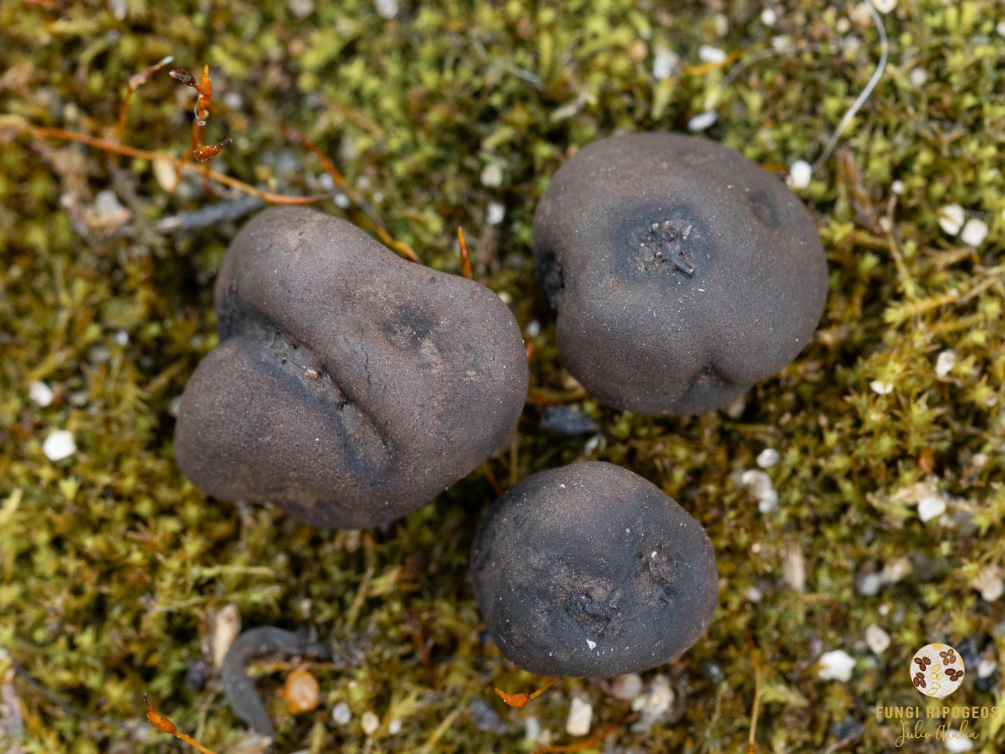 Imagen de portada 212