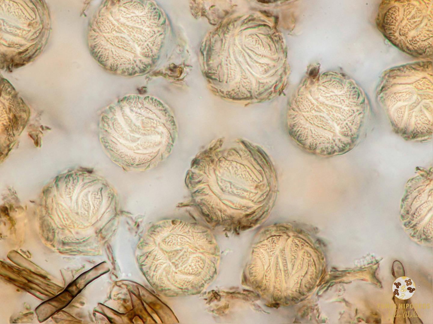 Imagen de portada 215