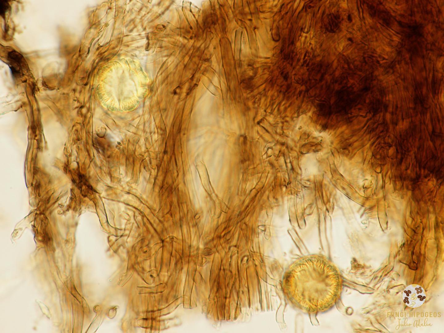 Imagen de portada 217