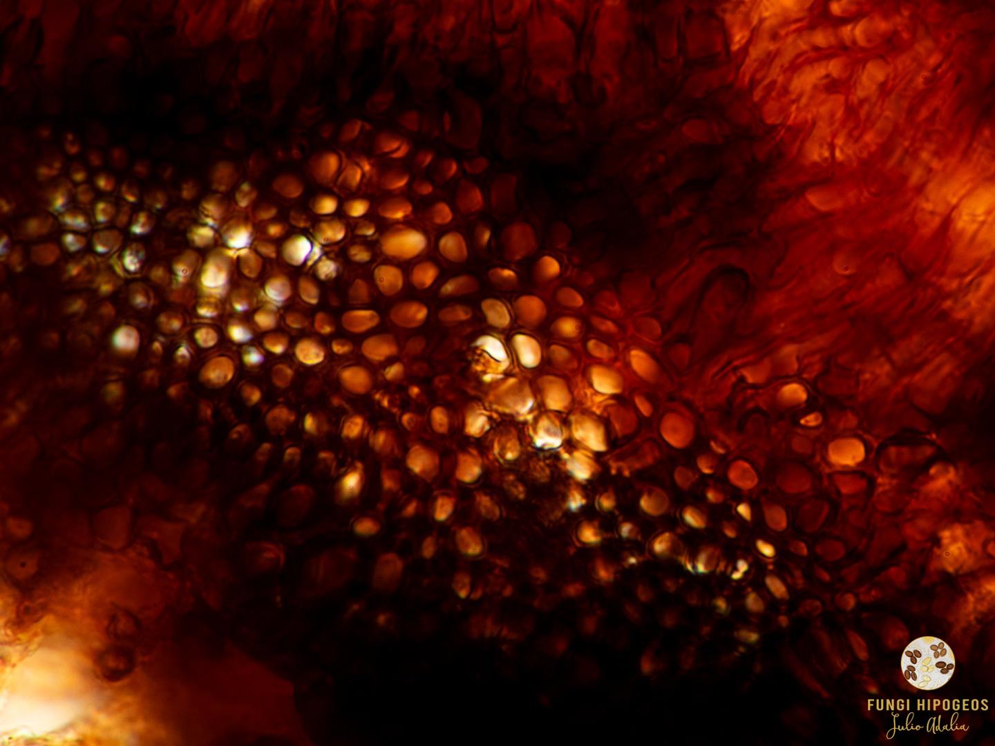 Imagen de portada 223