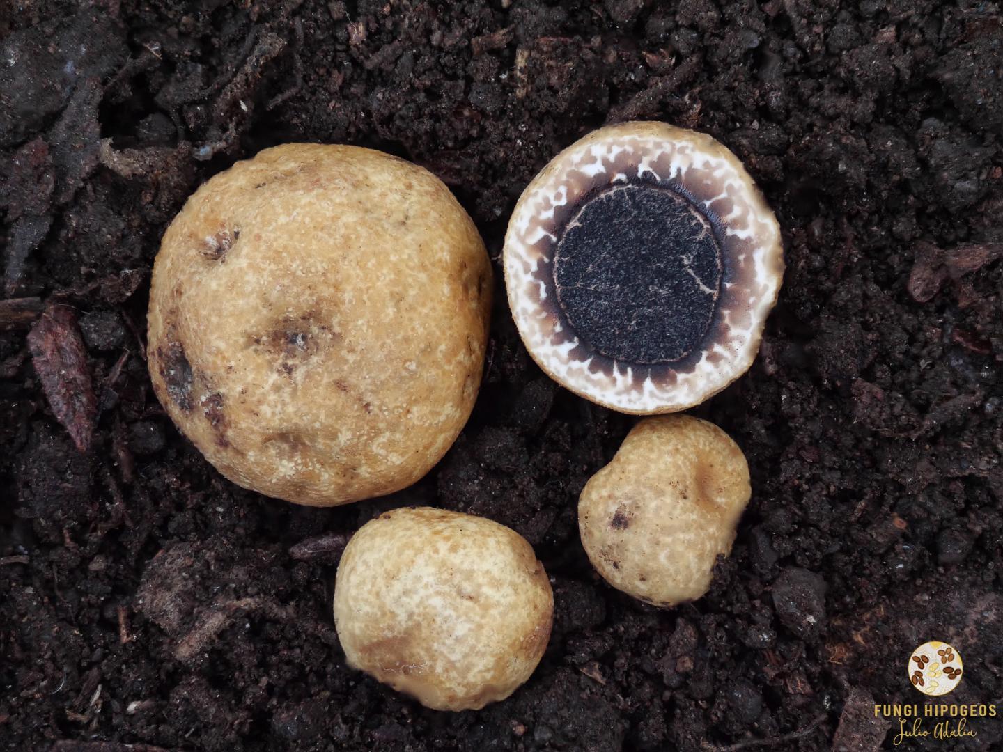 Imagen de portada 1530