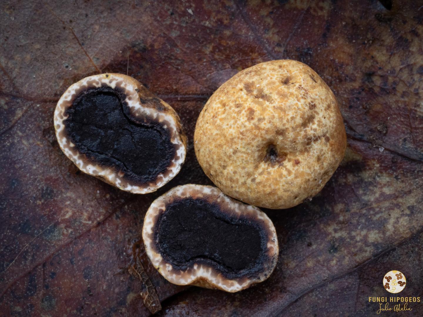 Imagen de portada 1531