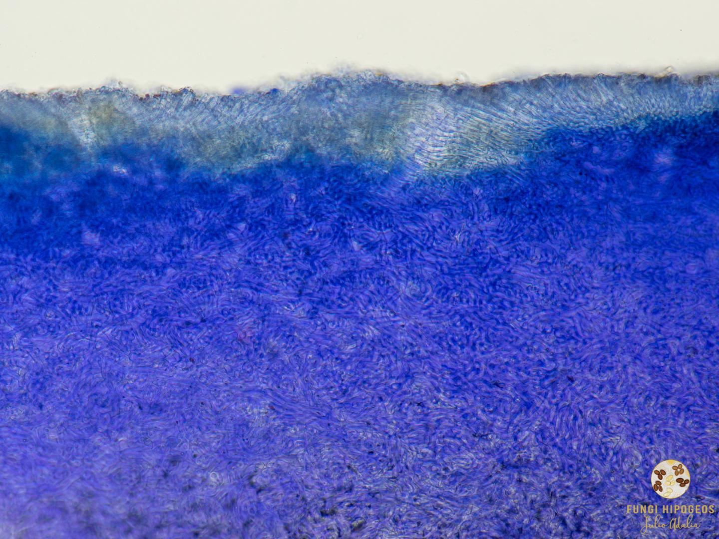 Imagen de portada 1532