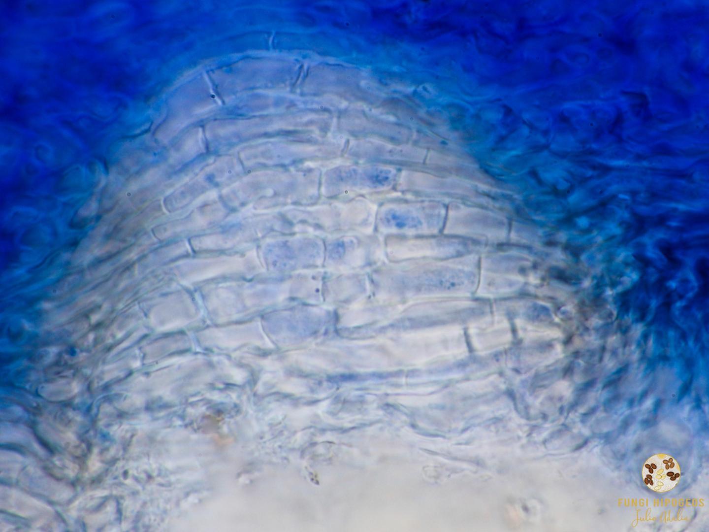 Imagen de portada 1533