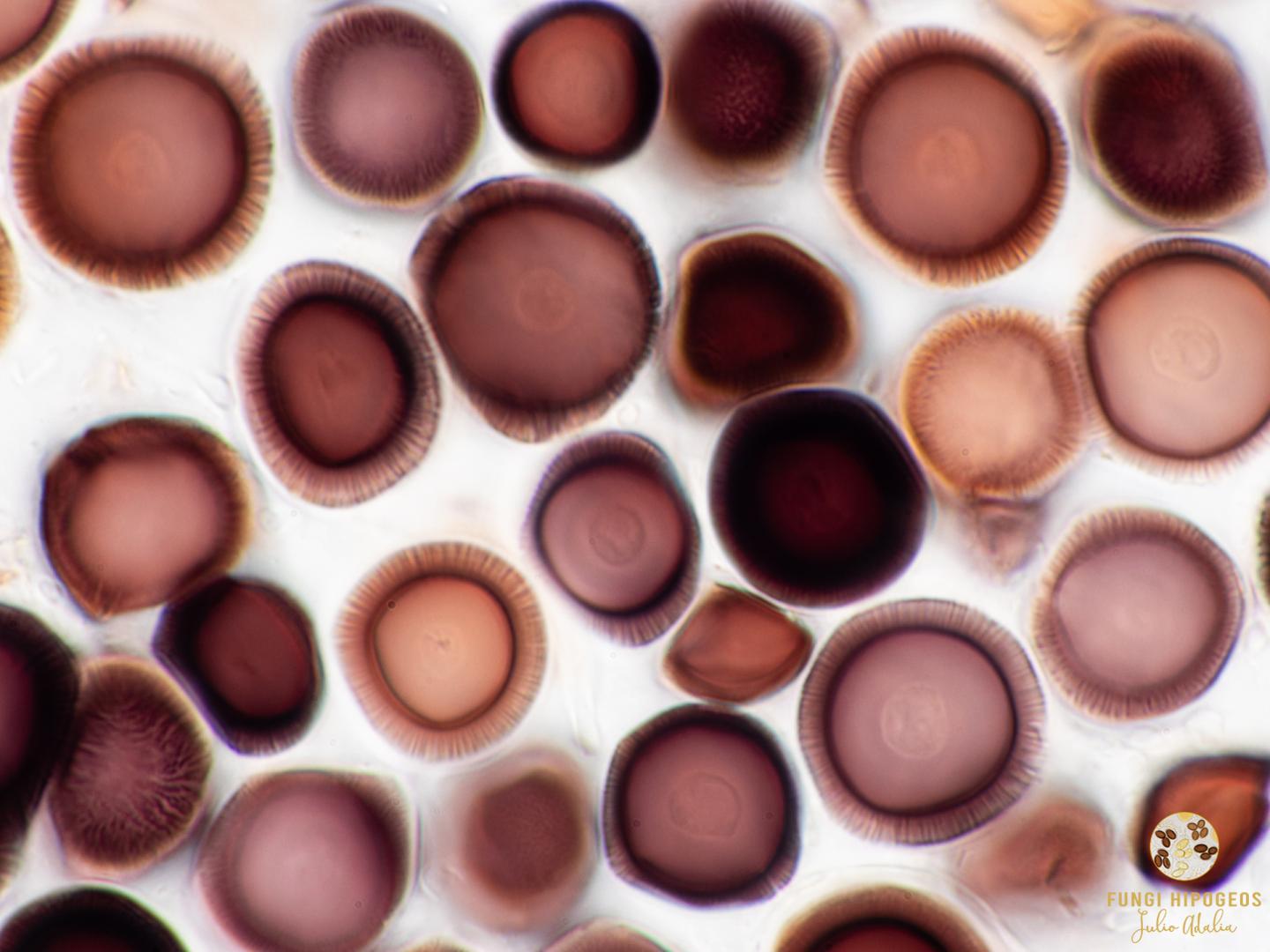 Imagen de portada 1535