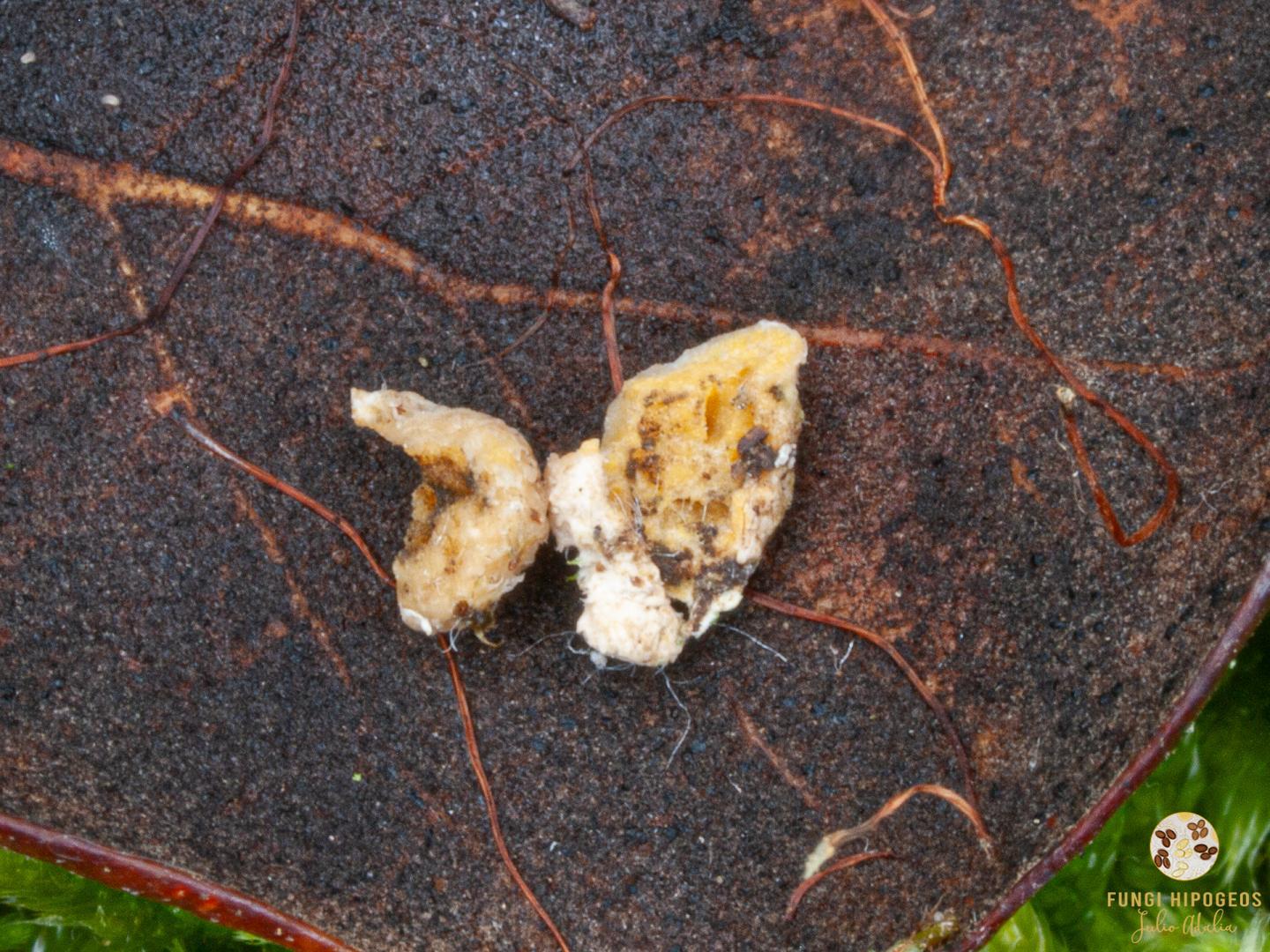 Imagen de portada 1446