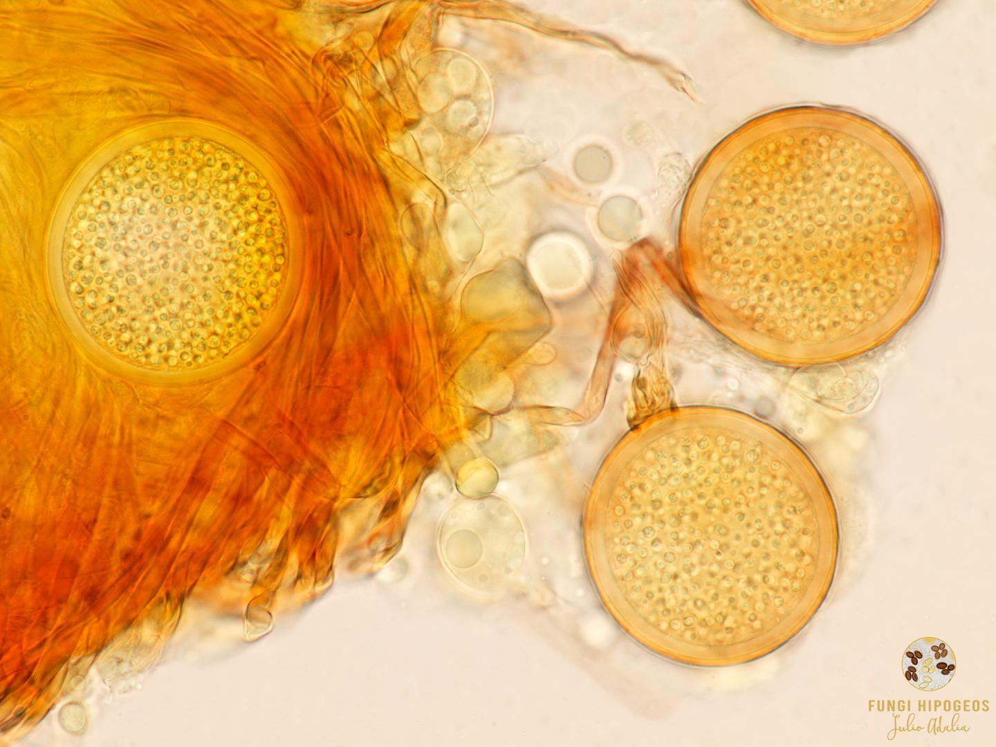 Imagen de portada 1447