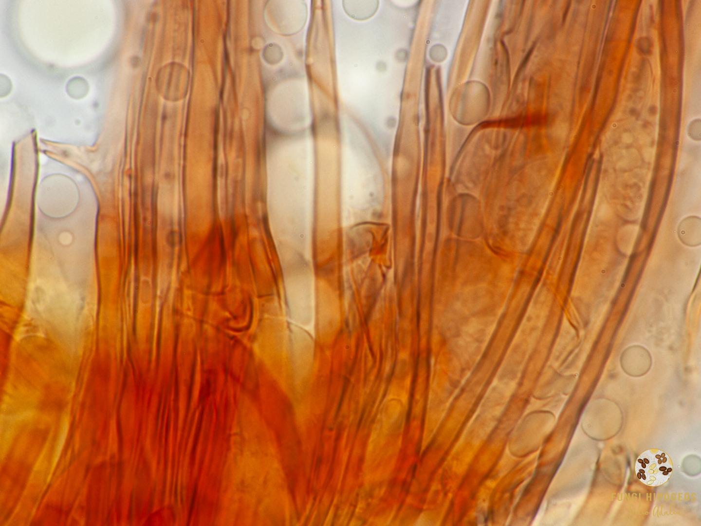 Imagen de portada 1448