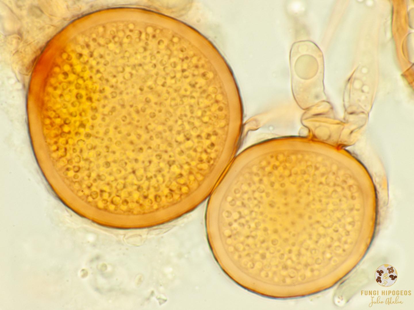 Imagen de portada 1449