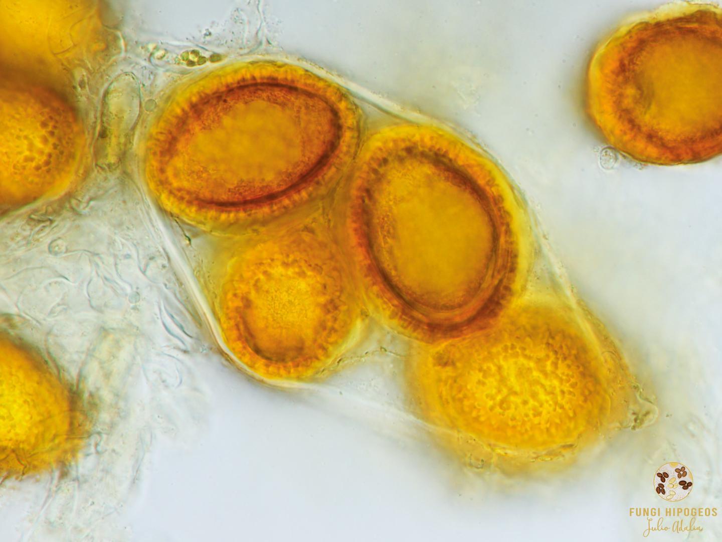 Imagen de portada 297