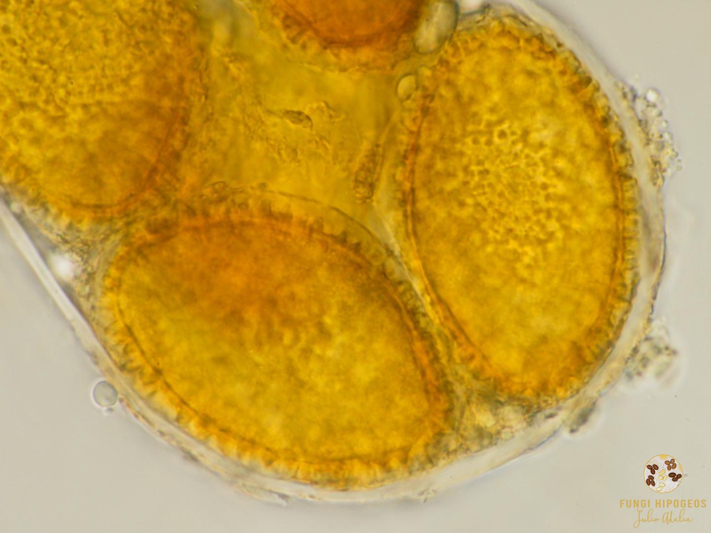 Imagen de portada 299