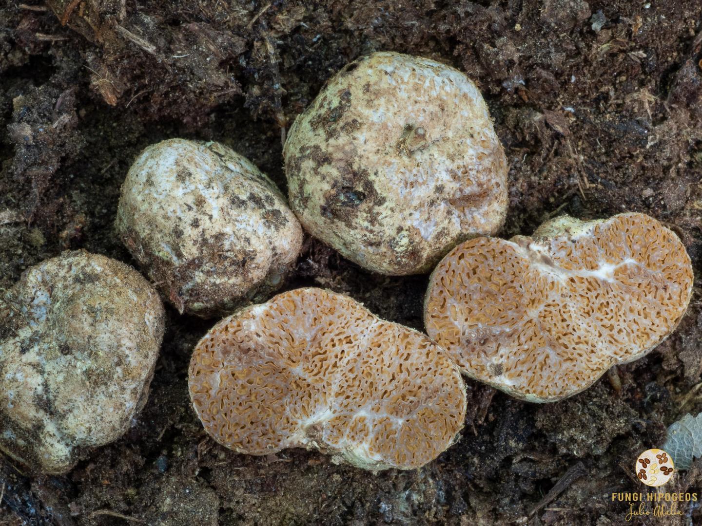 Imagen de portada 1035