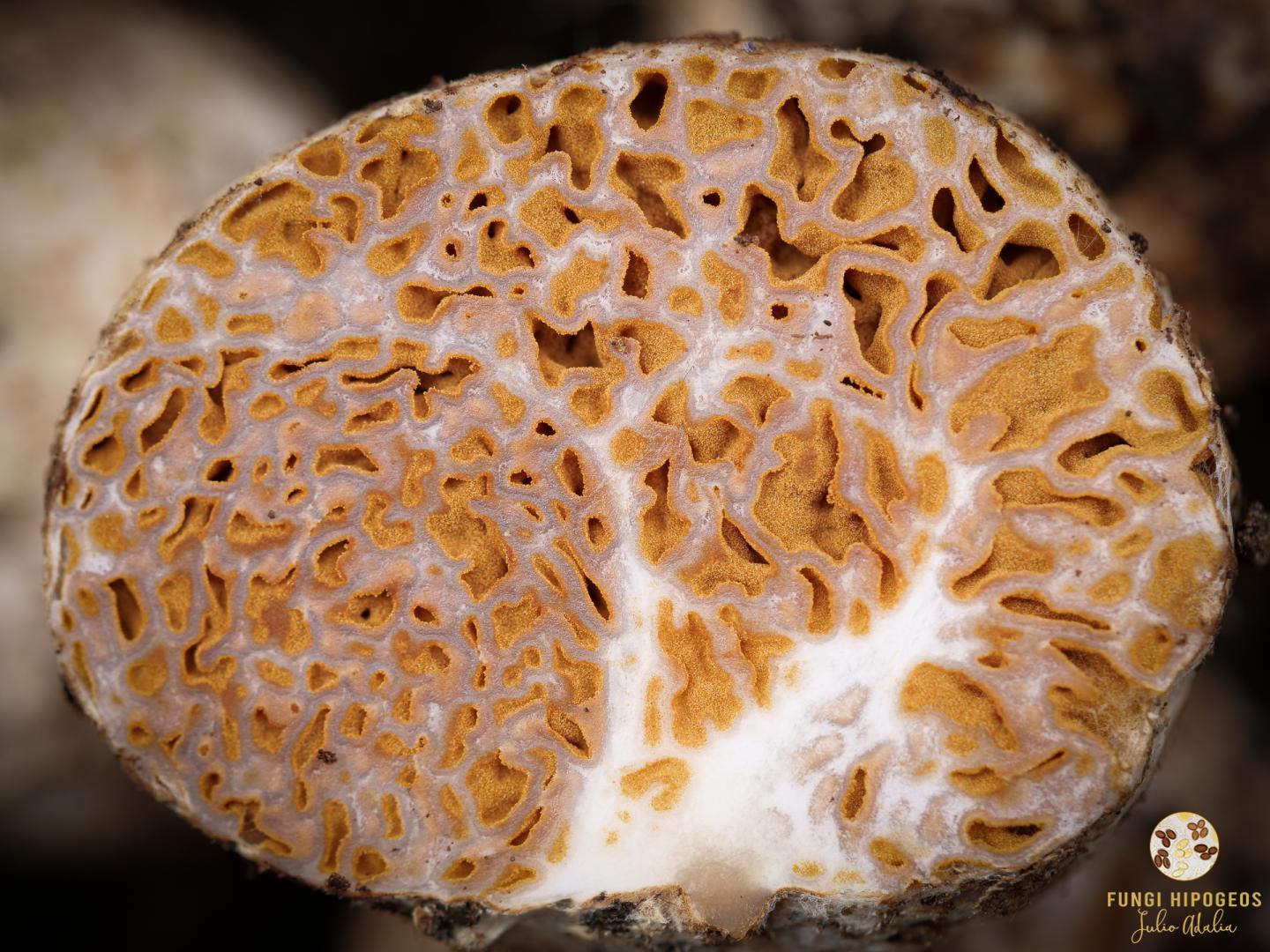 Imagen de portada 1036