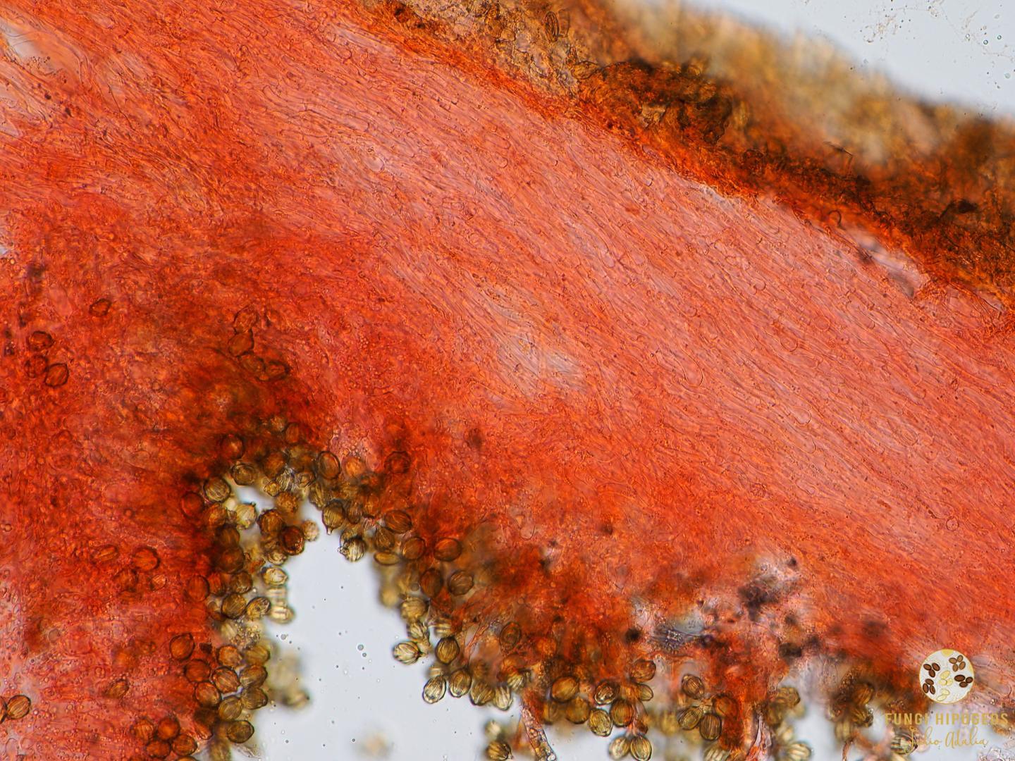 Imagen de portada 1037