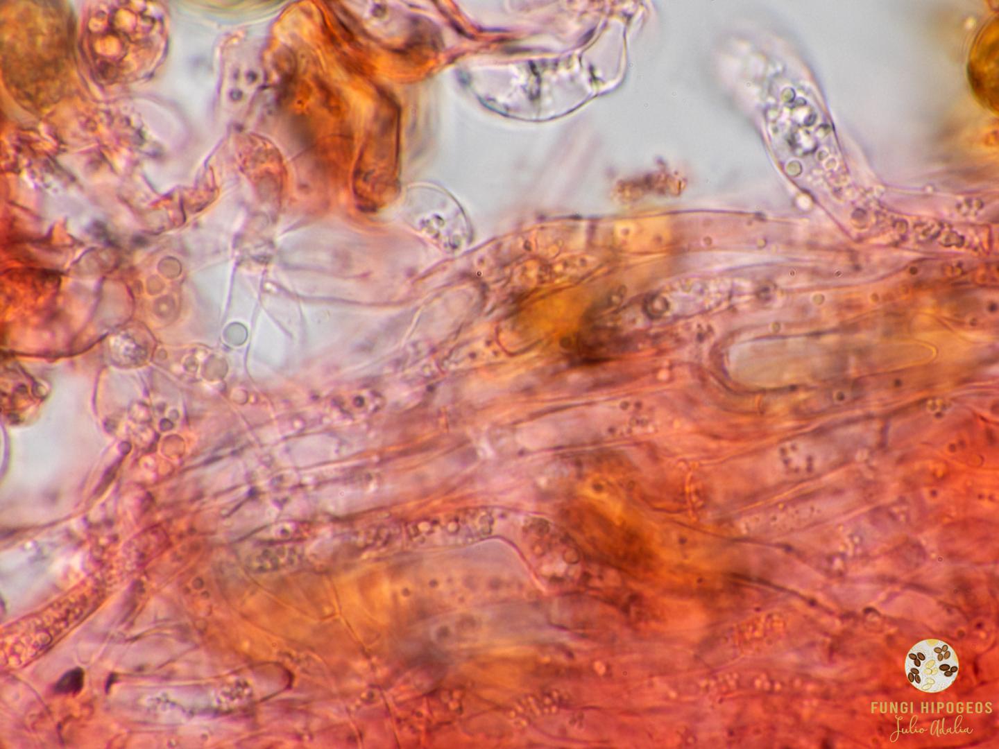 Imagen de portada 1038