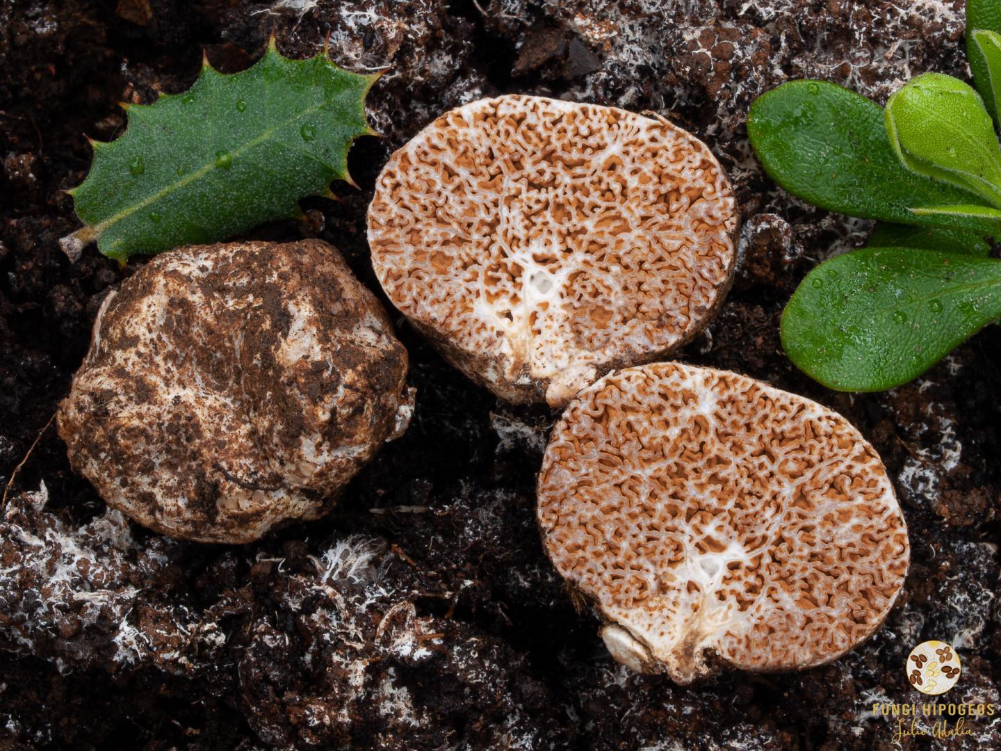 Imagen de portada 1044