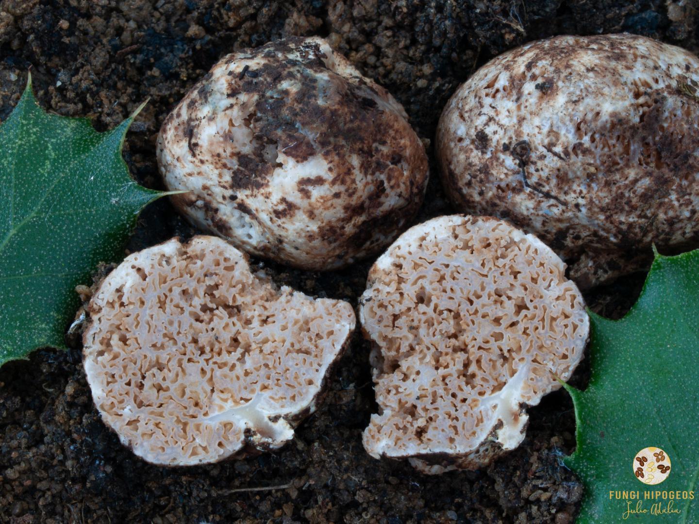 Imagen de portada 1045